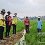 Kementerian PU Pompa Air untuk 35 Hektare Sawah Terdampak Kekeringan di Lampung Selatan
